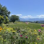 Vue fleurie d'un paysage